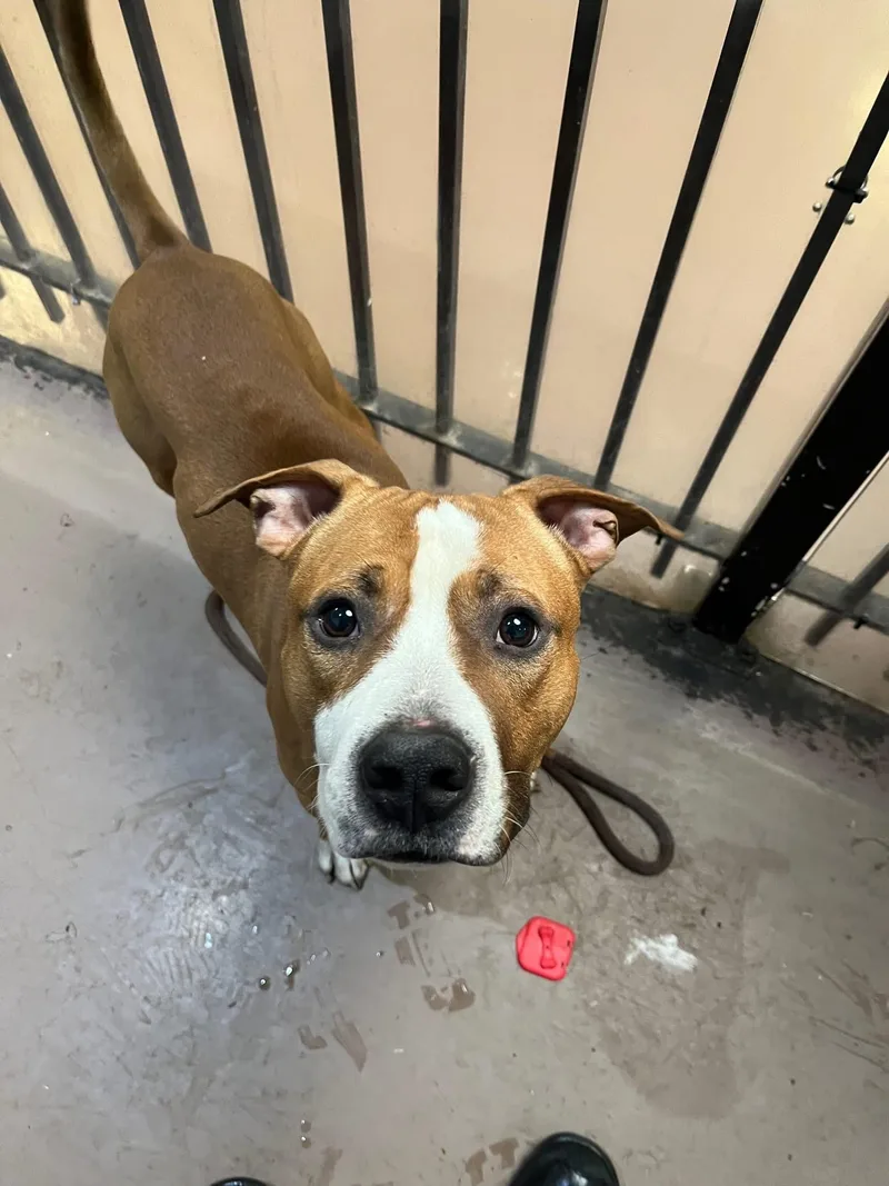 An adult medium-sized male Brown / Chocolate Pit Bull Terrier dog named Anders for adoption in Chicago, IL
