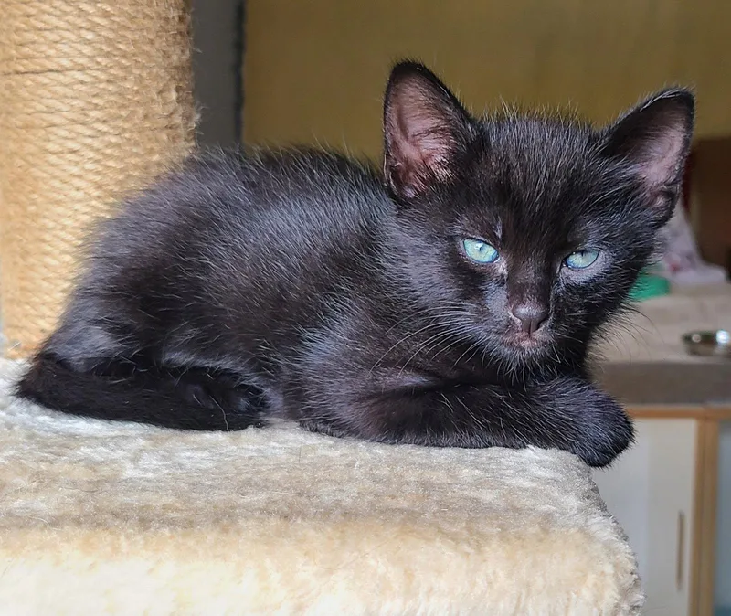 A baby medium-sized male Black Domestic Short Hair cat named Jaws for adoption in Buford, GA