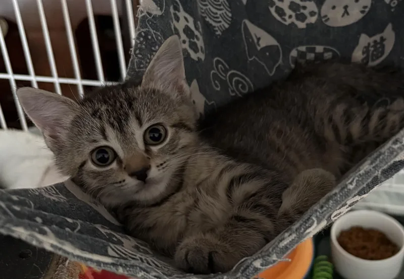 A baby medium-sized female Tabby (Buff / Tan / Fawn) Tabby cat named Tabitha for adoption in Roslyn Heights, NY