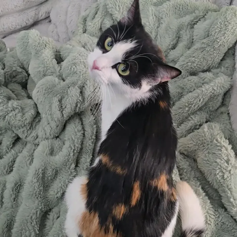 A young medium-sized female Calico Domestic Short Hair cat named Mcdonna for adoption in Jarrettsville, MD