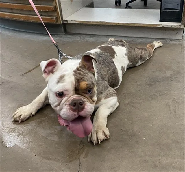 A young large-sized female Mixed Breed dog named Holly for adoption in Dallas, TX
