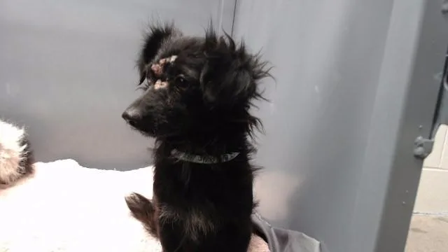 An adult medium-sized female Terrier dog named Camila for adoption in Downey, CA