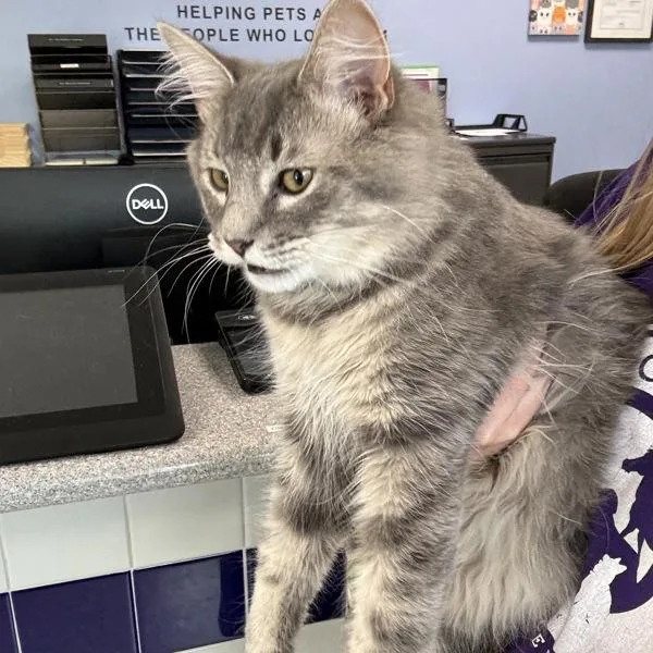A young medium-sized male Domestic Short Hair cat named Mark Plier for adoption in Des Moines, IA