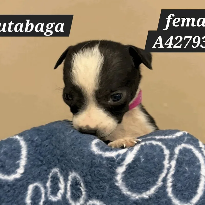 Rutabaga D thumbnail 3