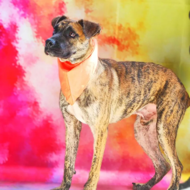 Pacino Vm thumbnail 2