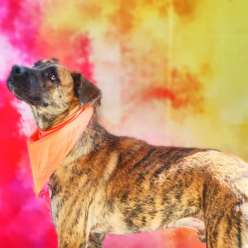 Pacino Vm thumbnail 4