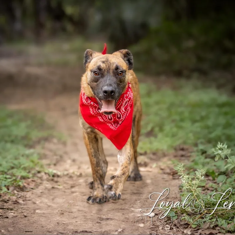 Pacino Vm thumbnail 5