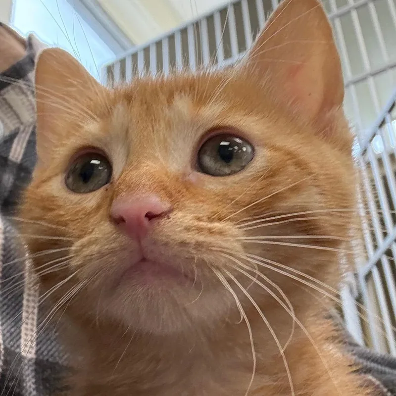 A baby small-sized male Domestic Short Hair cat named Hole for adoption in West Olive, MI