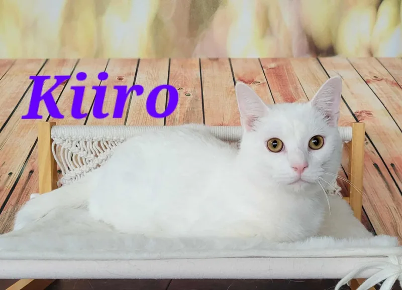 Kiiro thumbnail 3
