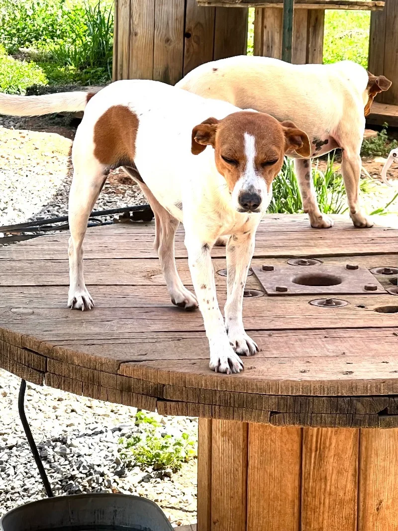 Betty White thumbnail 3