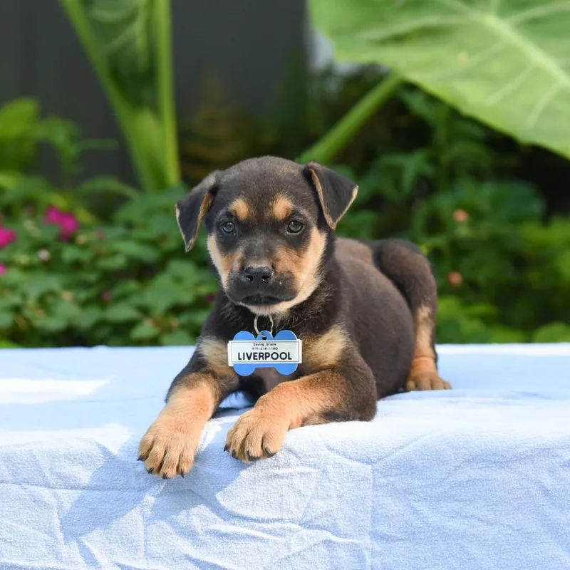 A baby small-sized male Shepherd dog named Liverpool for adoption in Wake Forest, NC