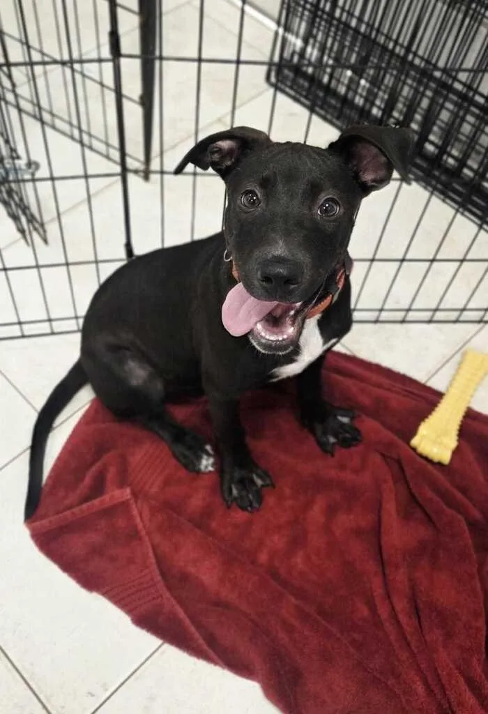 A baby medium-sized male Labrador Retriever dog named Duncan for adoption in New Orleans, LA
