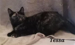 Tessa