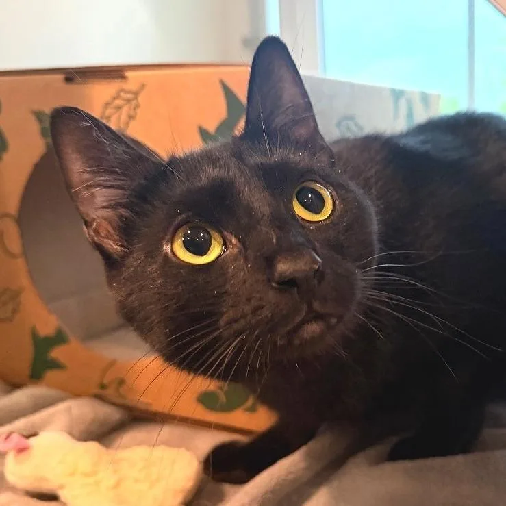 An adult medium-sized female Black Domestic Short Hair cat named Kit for adoption in Saint Charles, MO