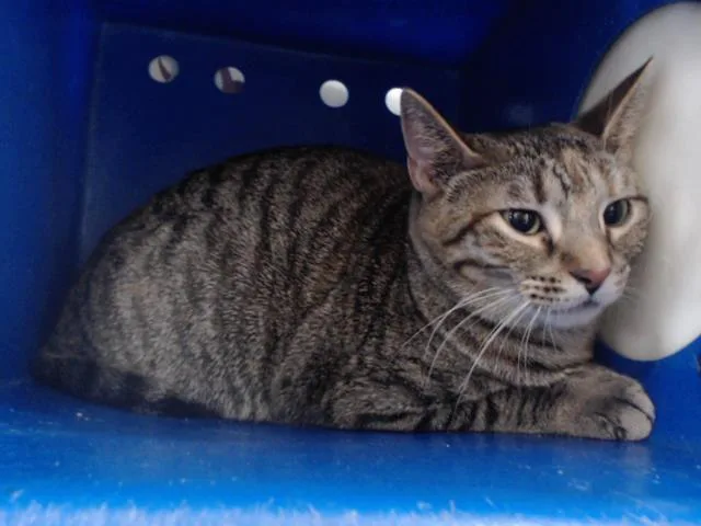 A young medium-sized female Domestic Short Hair cat named Radiance for adoption in Orlando, FL