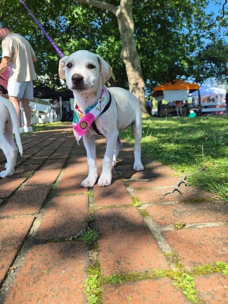 A baby medium-sized female Labrador Retriever dog named LeiaMandy for adoption in Valley Stream, NY