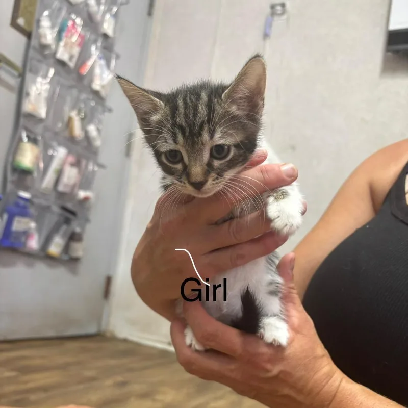 A baby small-sized female Black Domestic Short Hair cat named Taffy for adoption in Hinesville, GA