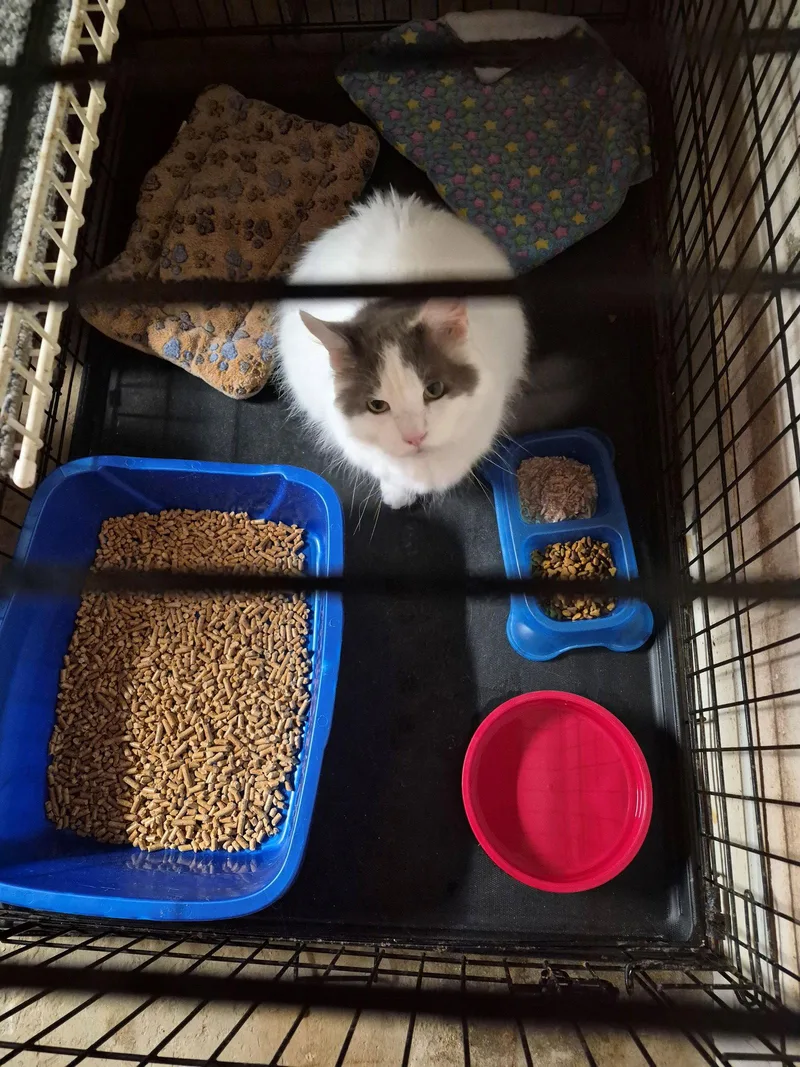 An adult medium-sized male Gray & White Domestic Long Hair cat named Sinbad for adoption in Northfield, OH