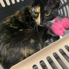 A young large-sized female Torbie Domestic Short Hair cat named Ally Cat for adoption in Dickinson, TX