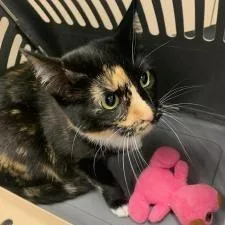 Ally Cat thumbnail 2