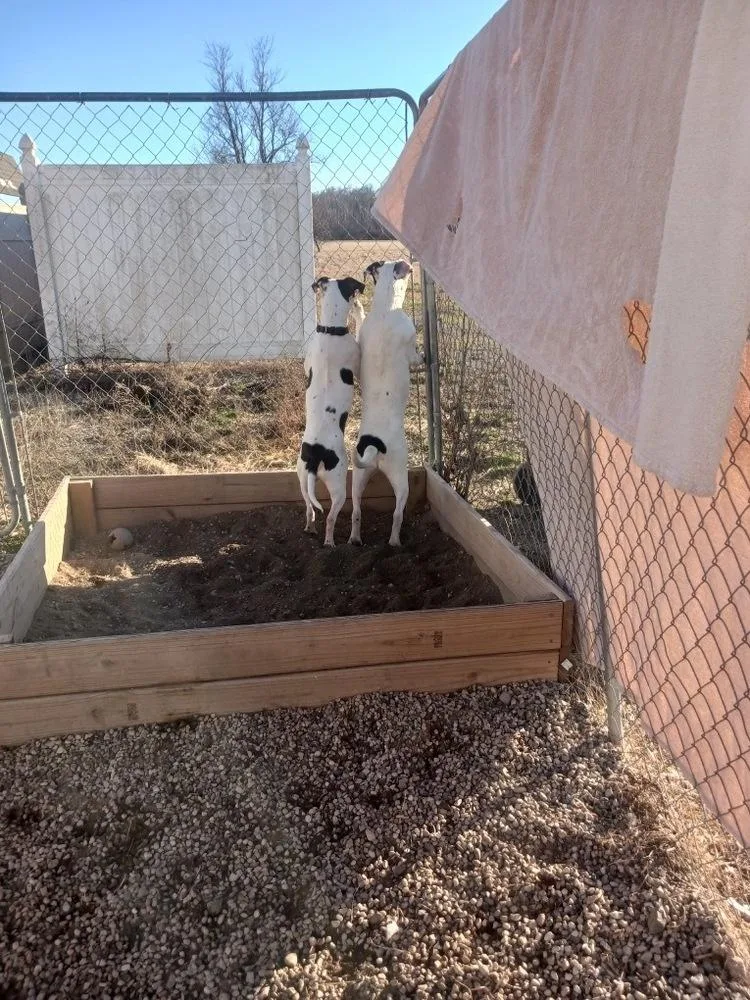 Soda Pop thumbnail 2