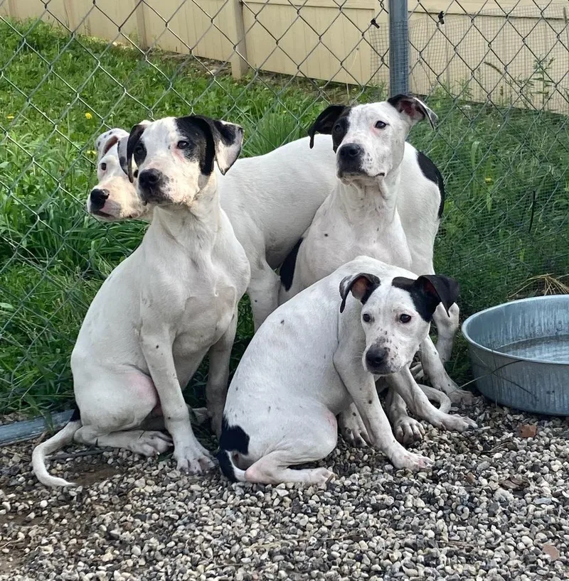 Soda Pop thumbnail 3