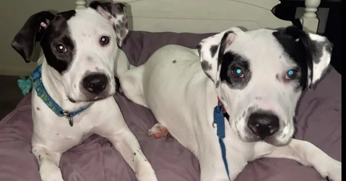 Soda Pop thumbnail 4