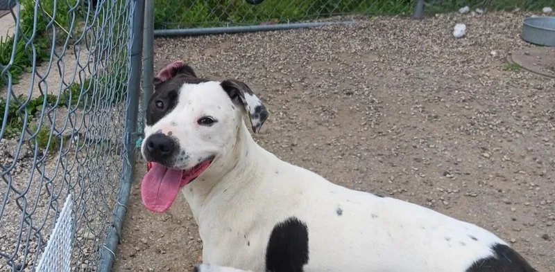 Soda Pop thumbnail 5