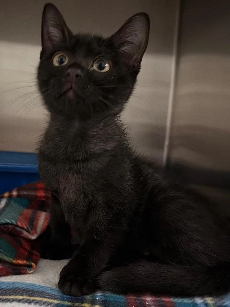 A baby small-sized female Domestic Short Hair cat named Totes for adoption in Ocala, FL