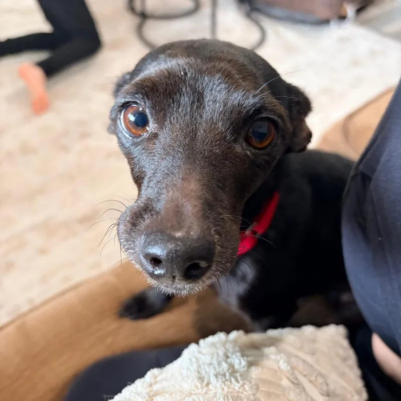 A senior small-sized female Black Chihuahua dog named Darlene for adoption in Avon, OH