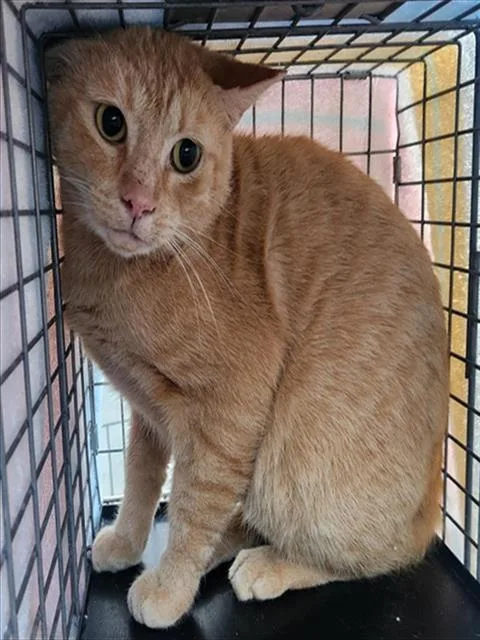 An adult large-sized male Domestic Short Hair cat named Ginseng for adoption in Fort Lauderdale, FL