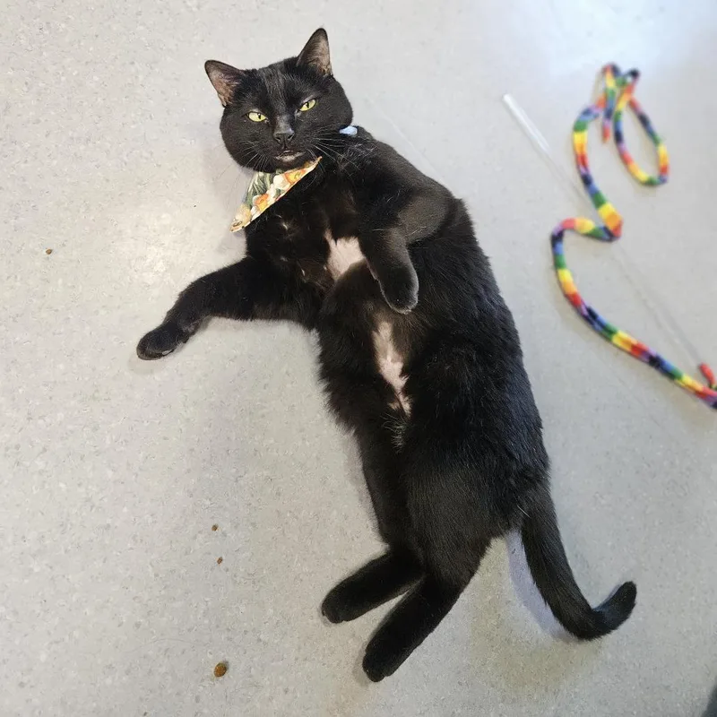 An adult medium-sized female Black Domestic Short Hair cat named Bear for adoption in Lakewood, CO