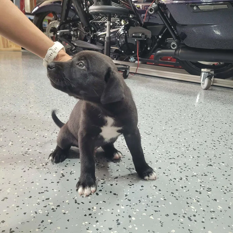 A baby medium-sized male American Staffordshire Terrier dog named Tucker for adoption in Holly Springs, NC