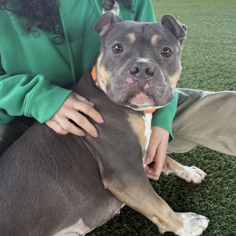 An adult medium-sized female Gray / Blue / Silver Pit Bull Terrier dog named Cyrilla for adoption in Eatontown, NJ