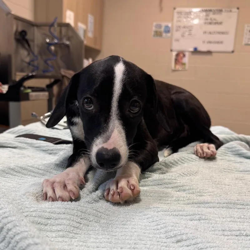 A baby medium-sized female Mixed Breed dog named Athenas for adoption in Englewood, FL