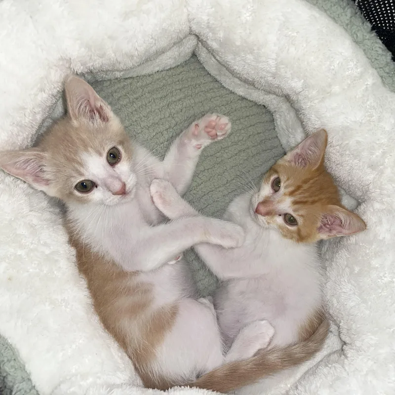 A baby medium-sized male Orange & White Domestic Short Hair cat named Rigby for adoption in Santa Ana, CA