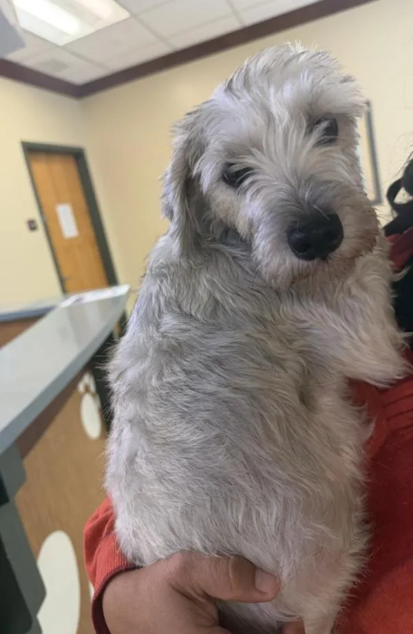 An adult small-sized female Standard Schnauzer dog named Buttermilk for adoption in Virginia Beach, VA