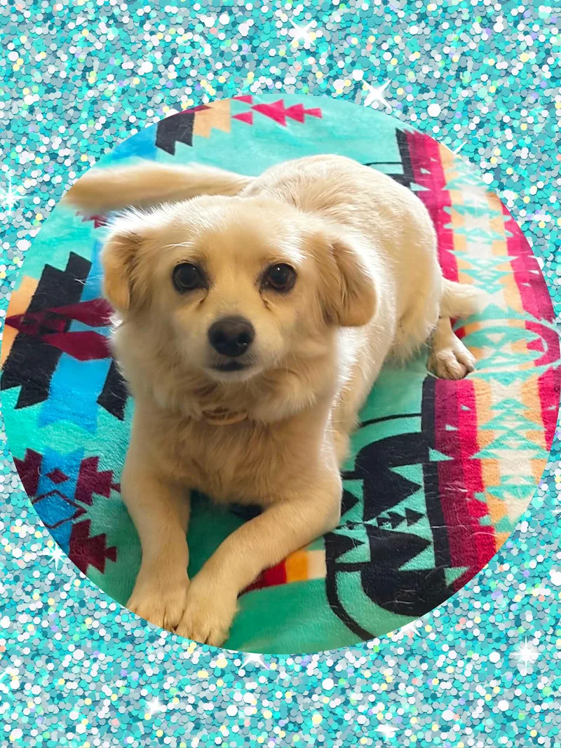 An adult small-sized female White / Cream Chihuahua dog named Gwenie for adoption in Queen Creek, AZ