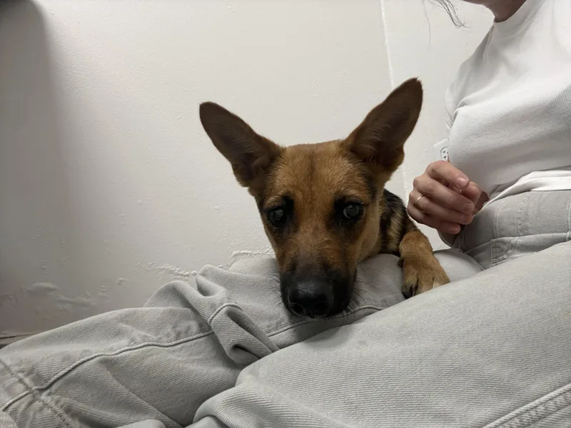 A young medium-sized female German Shepherd Dog dog named Kamila for adoption in Caguas, PR