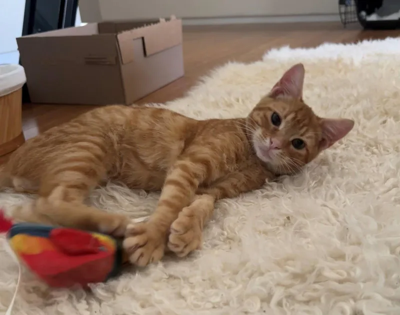 Baby Garfield