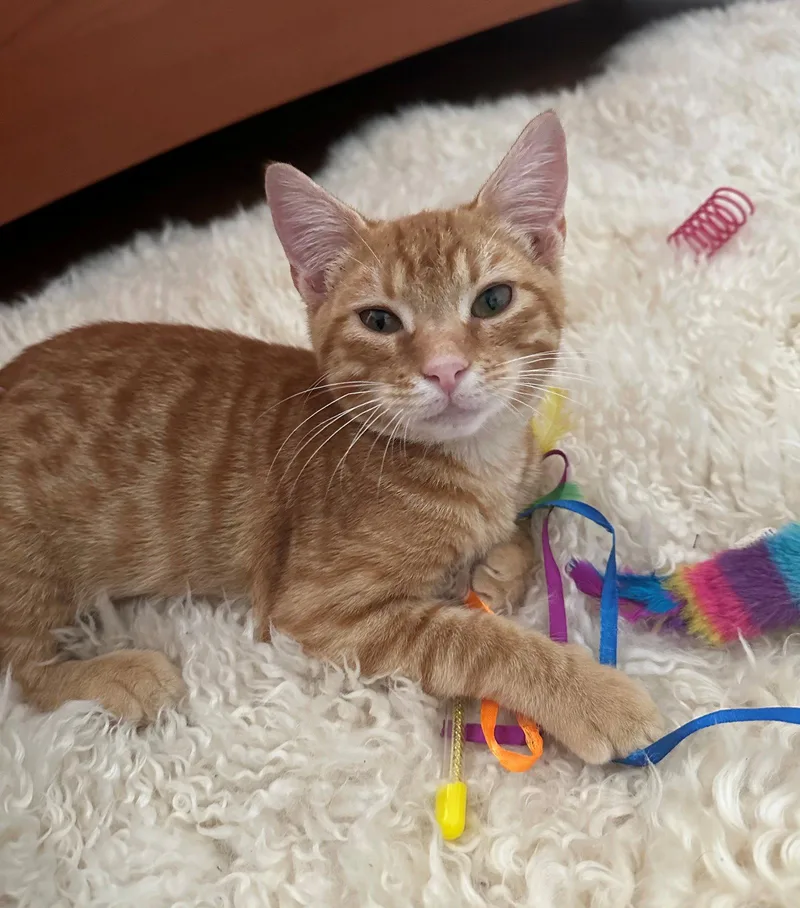 Baby Garfield thumbnail 2