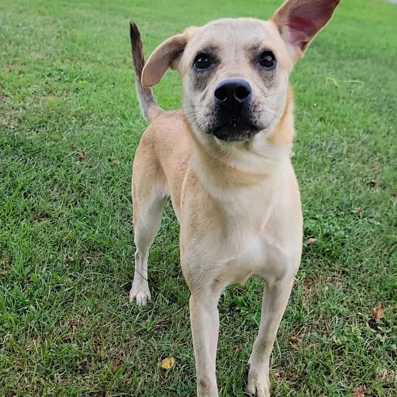 A young medium-sized female Labrador Retriever dog named Paris for adoption in Valdosta , GA