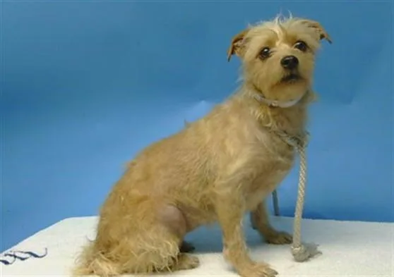 An adult small-sized female Terrier dog named Linda for adoption in Gardena, CA