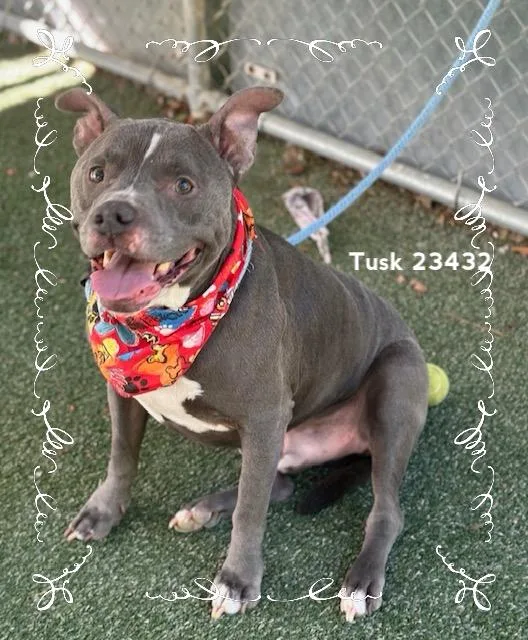 An adult large-sized male Gray / Blue / Silver Pit Bull Terrier dog named Tusk for adoption in Marietta, GA