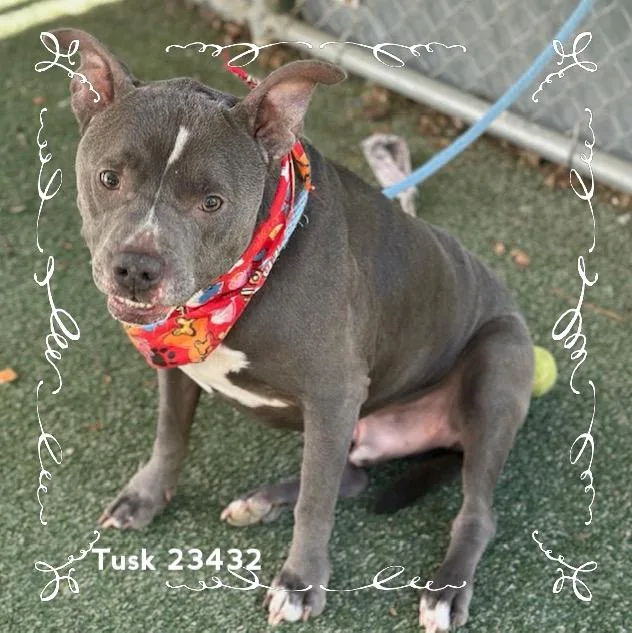 Tusk thumbnail 4