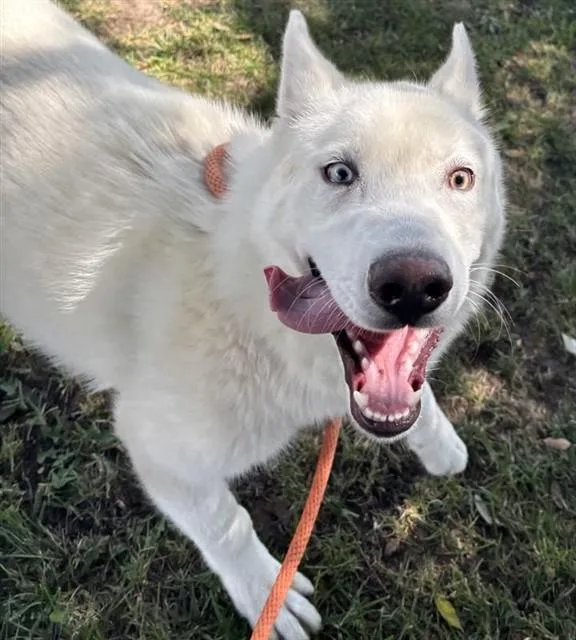 A young medium-sized male Siberian Husky dog named Nelson for adoption in Ontario, CA