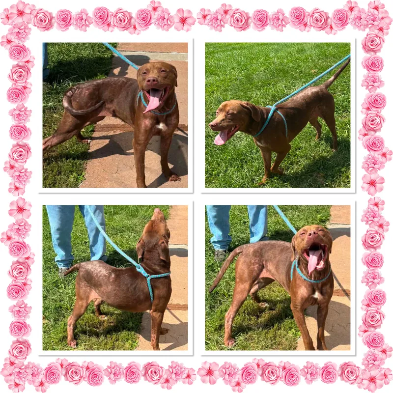 An adult medium-sized female Brown / Chocolate Chocolate Labrador Retriever dog named Chloe for adoption in Buckhannon, WV