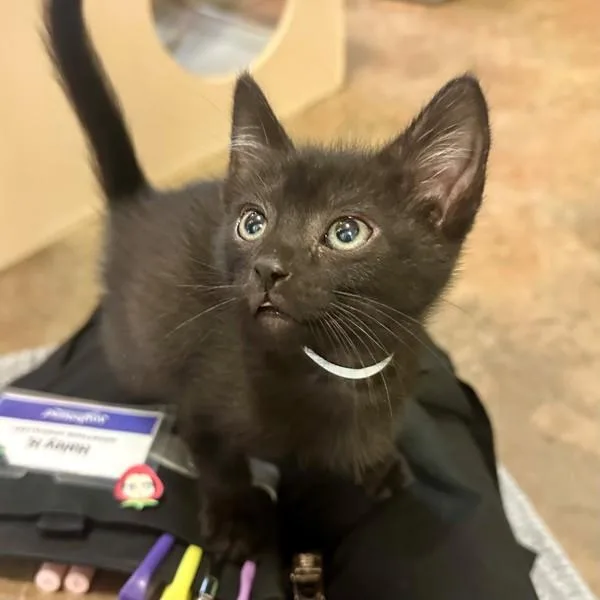 A baby small-sized male Domestic Short Hair cat named Reiju for adoption in Walnut Creek, CA
