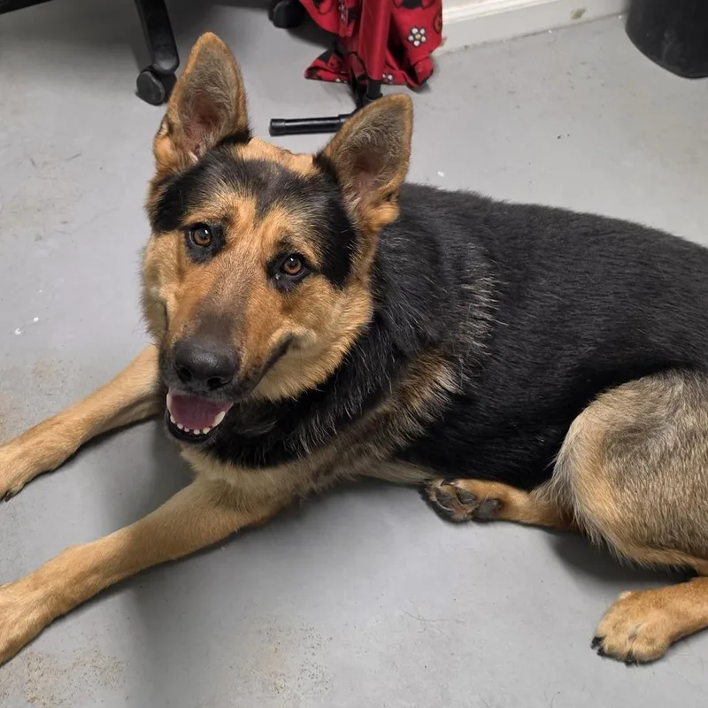 An adult small-sized male Black Mixed Breed dog named Pacer for adoption in Troy, IL
