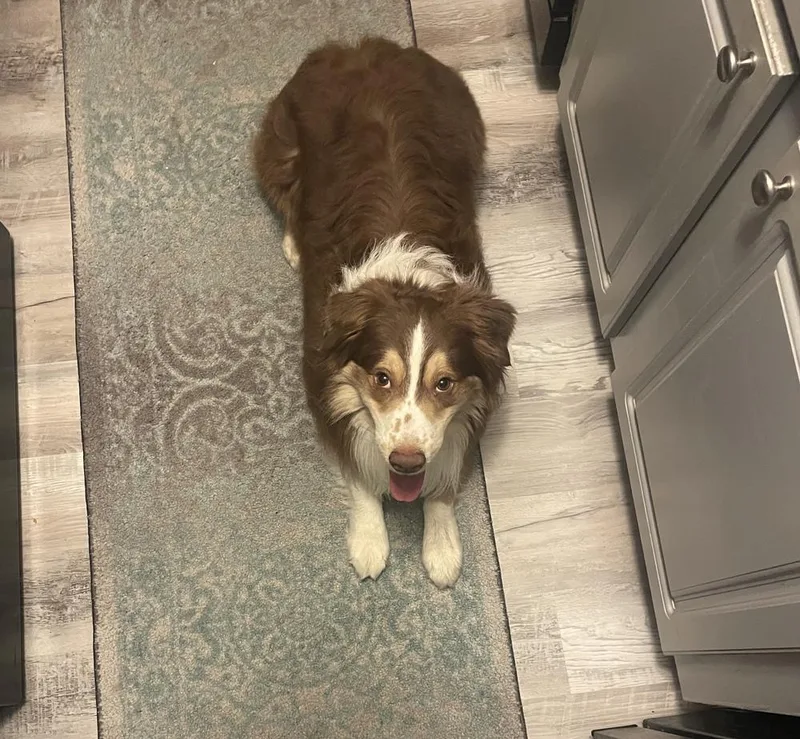 Lover Boy thumbnail 2